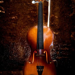 Violin