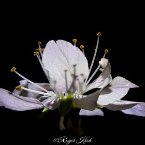 Fruchtblüte