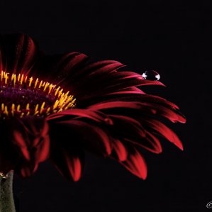 Gerbera Black