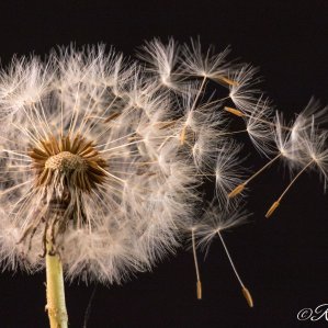 Pusteblume1