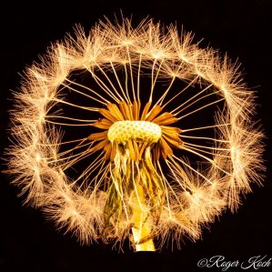 Pusteblume2