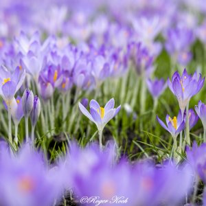 Krokus