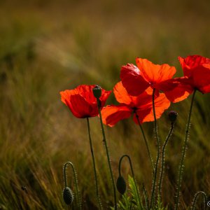 Mohn