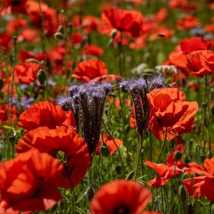 Büschelblume im Mohn