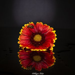 Spiegelung