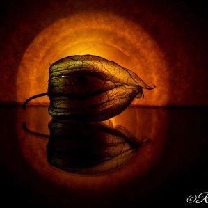 Physalis