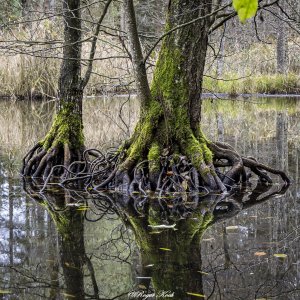 Natur + Landschaft
