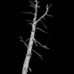 Old Tree 1