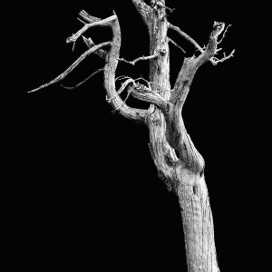 Old Tree 2