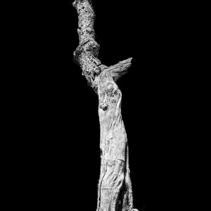 Old Tree 3