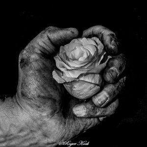 The delicate and the rough